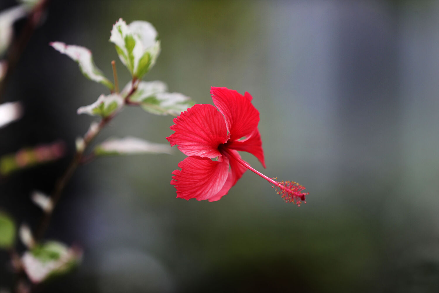 Colorful hibiscus